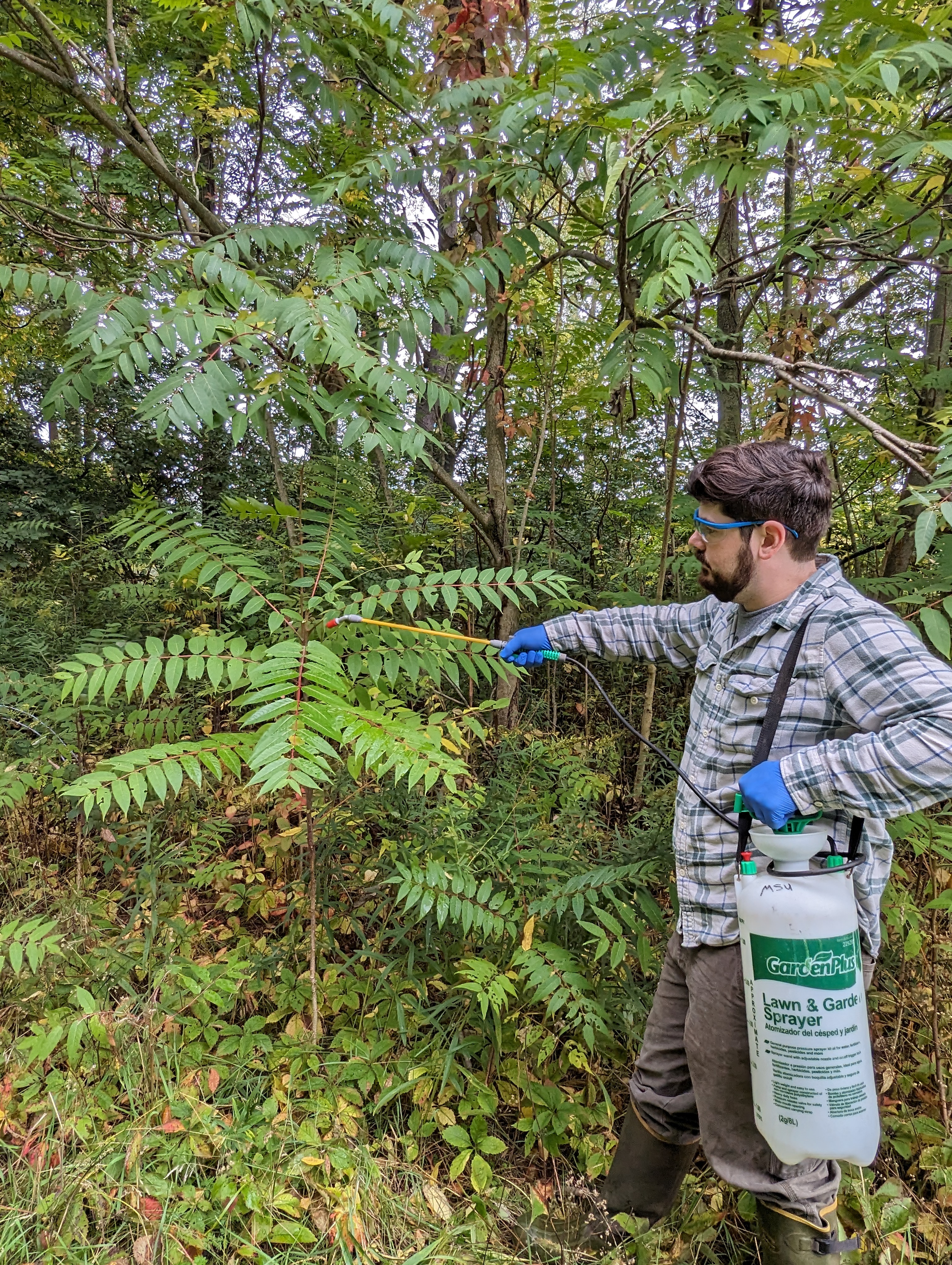 Herbicide being applied to trunk of ToH.